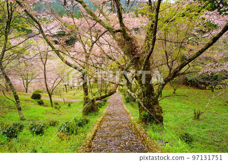 前往Buryuji Temple（Buryuji Temple）的櫻花之路 97131751