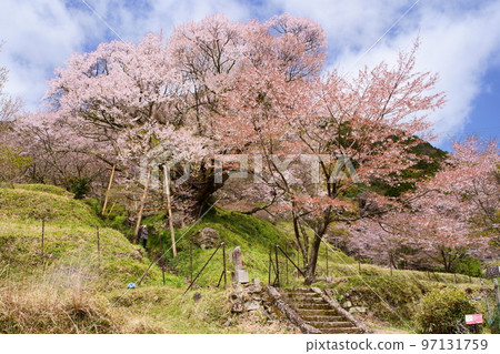 Buryuji（Buryuji）的千年櫻花 97131759