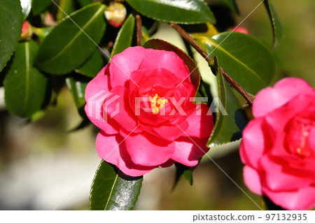 Szakan flower 97132935