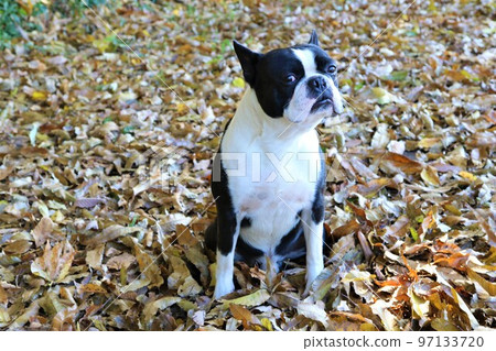 2022Mighty, the Boston Terrier staring cutely among the fallen leaves in the forest near the happiest place in Japan, Hatoyama Rural Park 2022Mighty, the Boston Terrier staring cutely among the fallen leaves in the forest near the happiest place in Japan, Hatoyama Rural Park 97133720