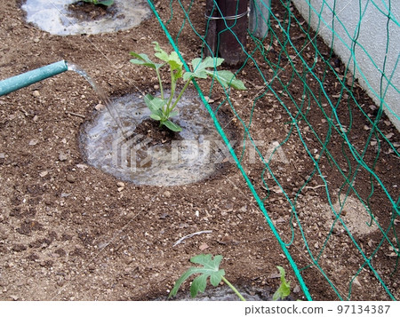 planting watermelon seedlings planting watermelon seedlings 97134387
