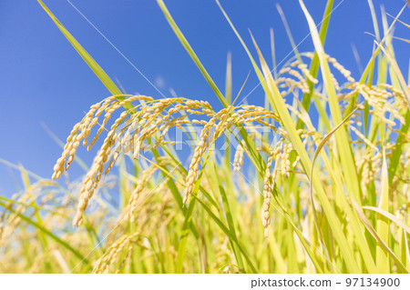 Rice field 97134900