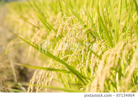 Rice field Rice field 97134904