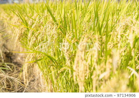 Rice field 97134906