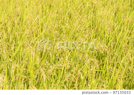countryside 97135033