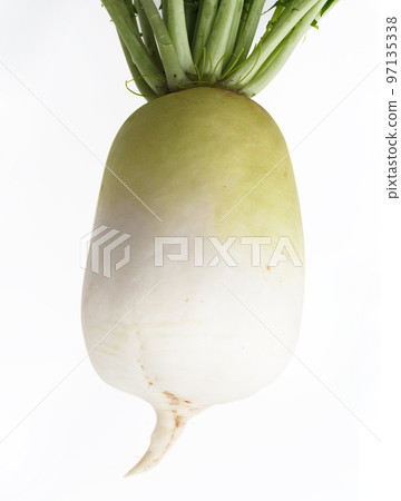Shogoin Daikon 97135338