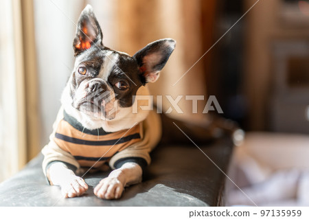 曬太陽的波士頓梗犬 97135959