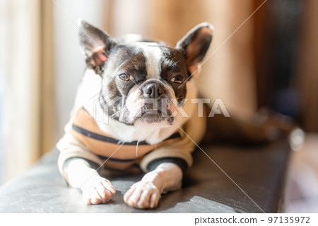 曬太陽的波士頓梗犬 曬太陽的波士頓梗犬 97135972