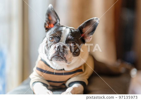 Boston Terrier basking in the sun Boston Terrier basking in the sun 97135973