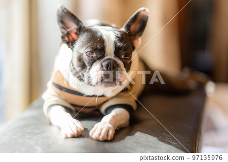 Boston Terrier basking in the sun 97135976