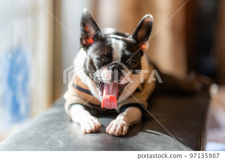 曬太陽的波士頓梗犬 97135987