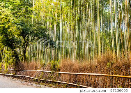 Arashiyama bamboo forest tourist park attraction 97136005