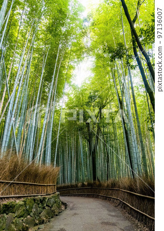 Arashiyama bamboo forest tourist park attraction 97136007