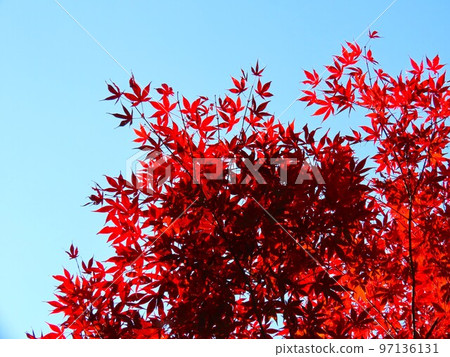 Autumn leaves Autumn leaves 97136131