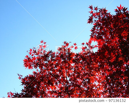 Autumn leaves Autumn leaves 97136132