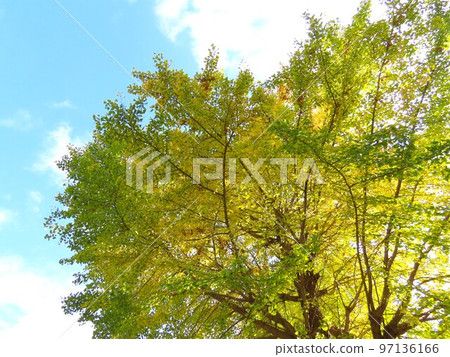 Autumn leaves 97136166