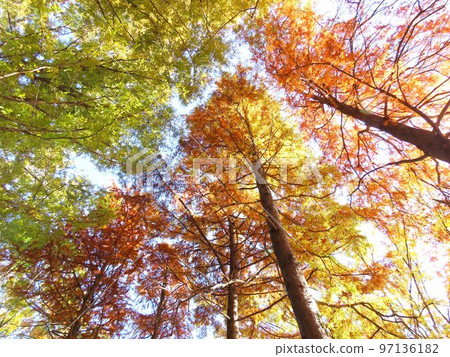 Autumn leaves 97136182