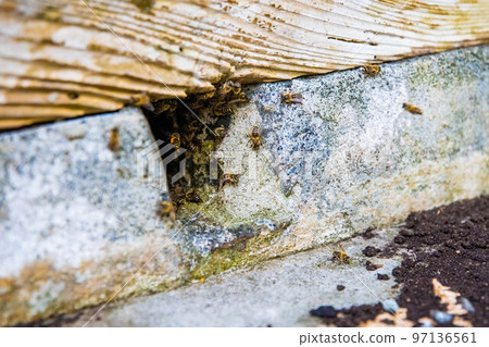 Wild bees exiting nest inside the house build in wall 97136561