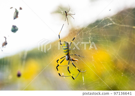 Beautiful japanese yellow joro spider in the net Beautiful japanese yellow joro spider in the net 97136641