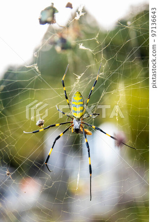 Beautiful japanese yellow joro spider in the net Beautiful japanese yellow joro spider in the net 97136643