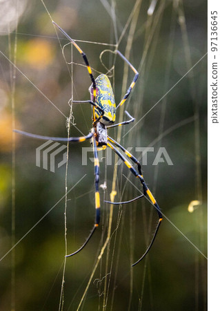 Beautiful japanese yellow joro spider in the net 97136645