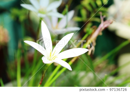 Tamasudare with slim petals 97136726