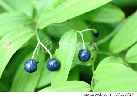 Naruko lily (Naruko lily) fruits in summer 97136727