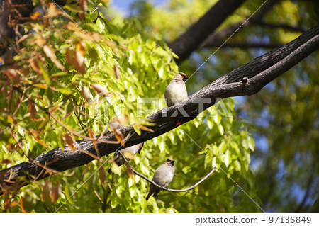 Early summer scenery with wild birds and Renjaku-25 Early summer scenery with wild birds and Renjaku-25 97136849
