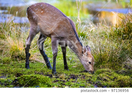 Japanese deer fawn at Nikko National park swamp 97136956