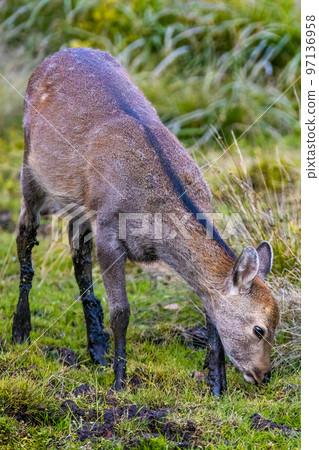 Japanese deer fawn at Nikko National park swamp 97136958