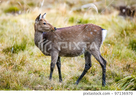 Japanese deer at Nikko National park swamp 97136970