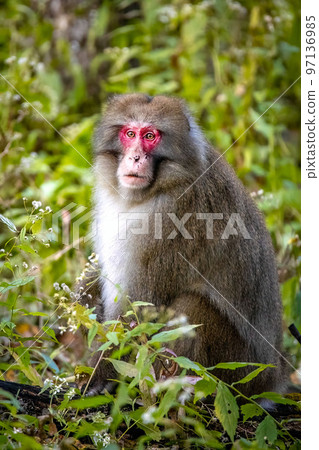 Cute wild japanese snow monkey portrait in Nikko national park Cute wild japanese snow monkey portrait in Nikko national park 97136985