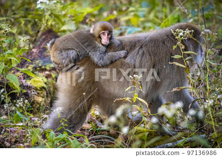 Cute wild japanese snow monkeys in Nikko national park forest Cute wild japanese snow monkeys in Nikko national park forest 97136986