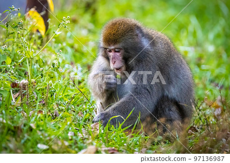 Cute wild japanese snow monkey portrait in Nikko national park 97136987