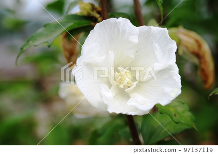 White Mukuge blooming at the end of summer White Mukuge blooming at the end of summer 97137119