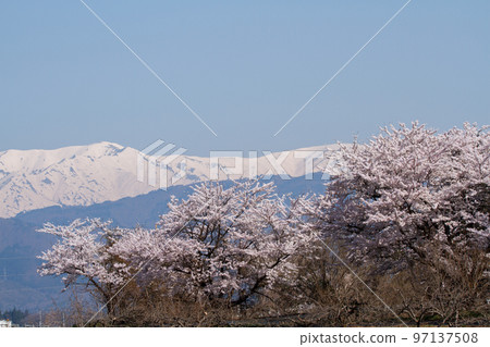 盛開的飯手山和櫻花 97137508