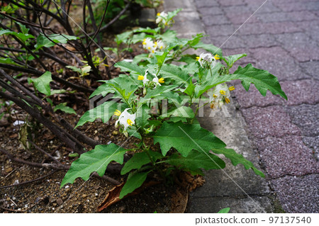 Warner Sobi Warner Sobi 97137540