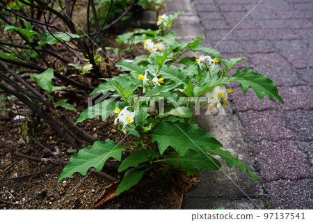 Warner Sobi Warner Sobi 97137541