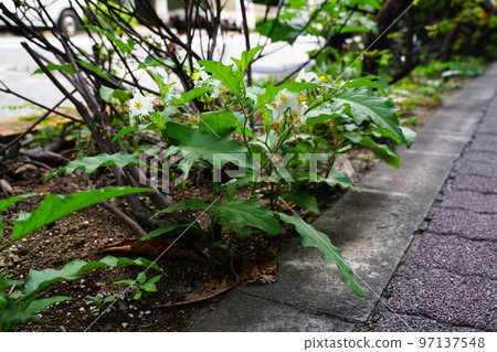Warner Sobi Warner Sobi 97137548