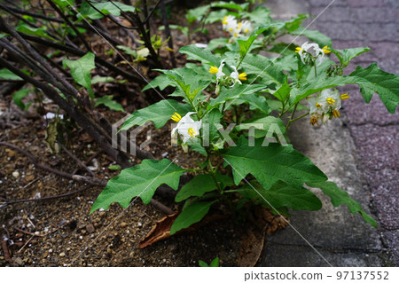 華納索比 華納索比 97137552