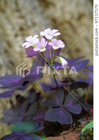 華納索比 97137570