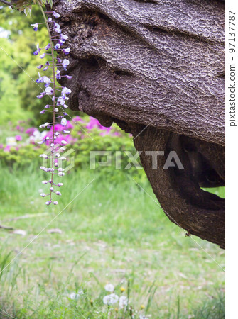 Early summer scenery of wisteria trunks and flowers 97137787