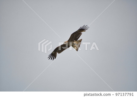 Black kites flying in the sky Kyoto Japan 97137791