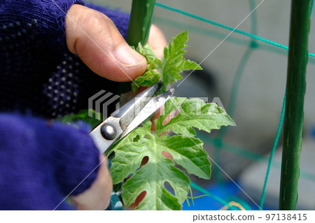 Cultivation and picking of watermelon 97138415