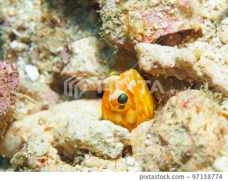 星影顎方頭魚 97138774