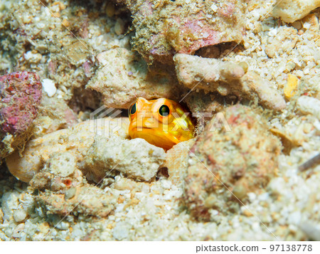 星影顎方頭魚 97138778