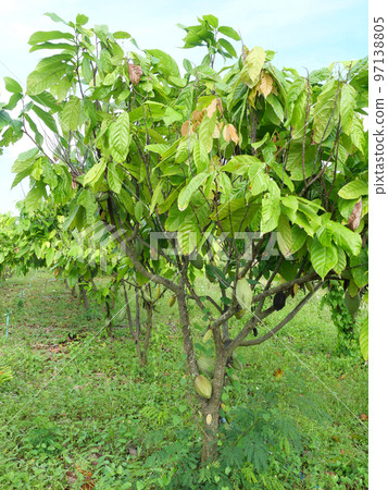 Tree and Theobroma cacao with cocoa pod fruit hang on branch in the field at agricultural areas in Thailand, Plant at tropical farm Tree and Theobroma cacao with cocoa pod fruit hang on branch in the field at agricultural areas in Thailand, Plant at tropical farm 97138805