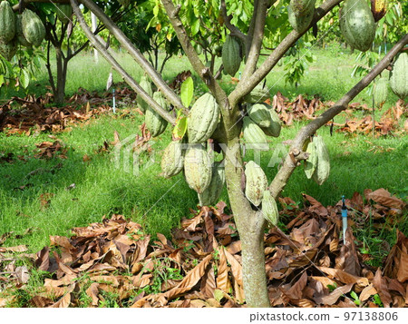 Tree and Theobroma cacao with cocoa pod fruit hang on branch in the field at agricultural areas in Thailand, Plant at tropical farm Tree and Theobroma cacao with cocoa pod fruit hang on branch in the field at agricultural areas in Thailand, Plant at tropical farm 97138806