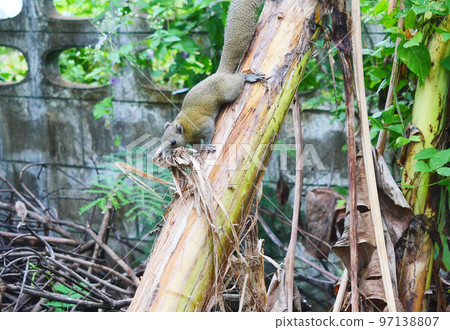 Squirrel ripping and picking fiber from the bark and dry leaves of a banana tree to building a nest 97138807
