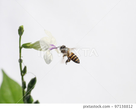 Honey bee seeking nectar on white Chinese violet or coromandel or creeping foxglove ( Asystasia gangetica ) blossom in field isolated on white background, Pollen dust on the insect's head Honey bee seeking nectar on white Chinese violet or coromandel or creeping foxglove ( Asystasia gangetica ) blossom in field isolated on white background, Pollen dust on the insect's head 97138812